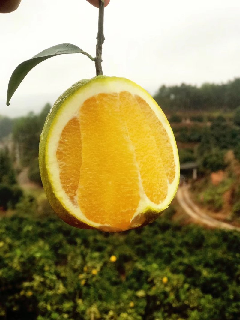 赣南脐橙(10斤装)