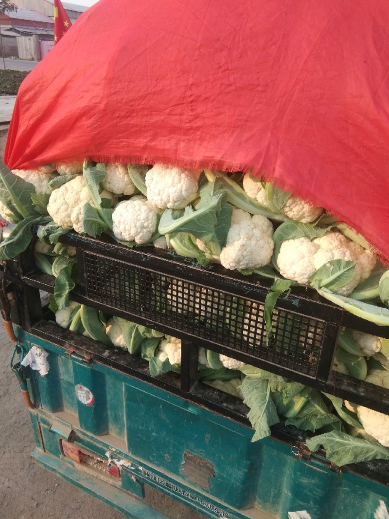 开封祥符菜花实花，实花大量上市了一手货源质优价廉