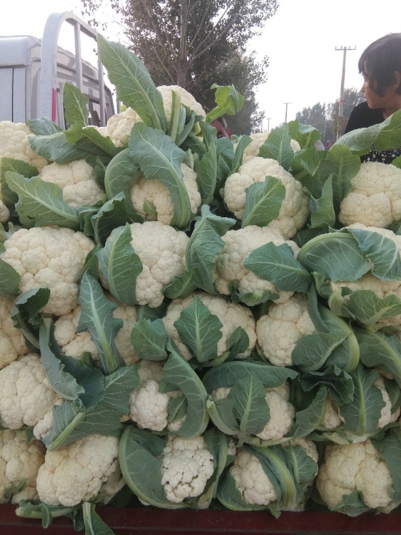 开封祥符菜花实花，实花大量上市了一手货源质优价廉