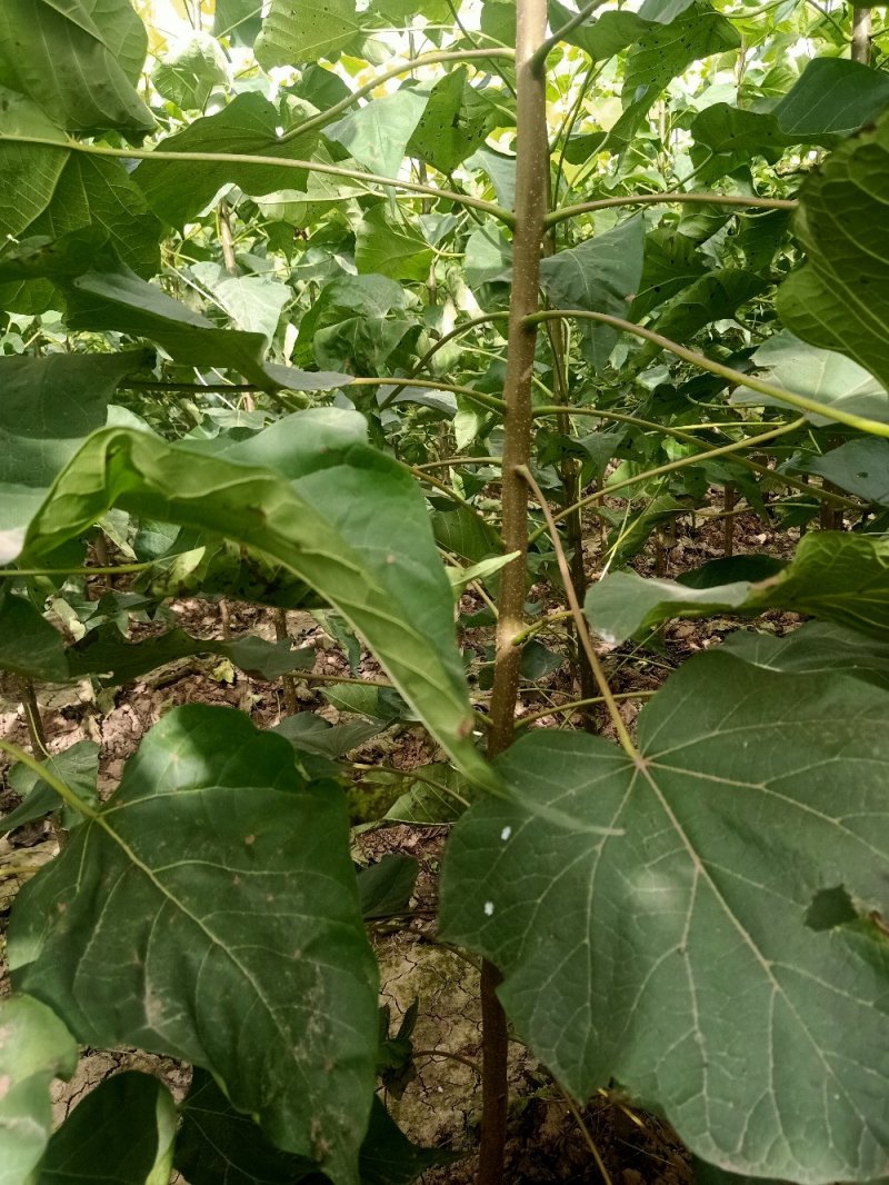 绿化苗木楸树1到25公分基地直供拍装车视频