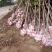 绿化苗木楸树1到25公分基地直供拍装车视频