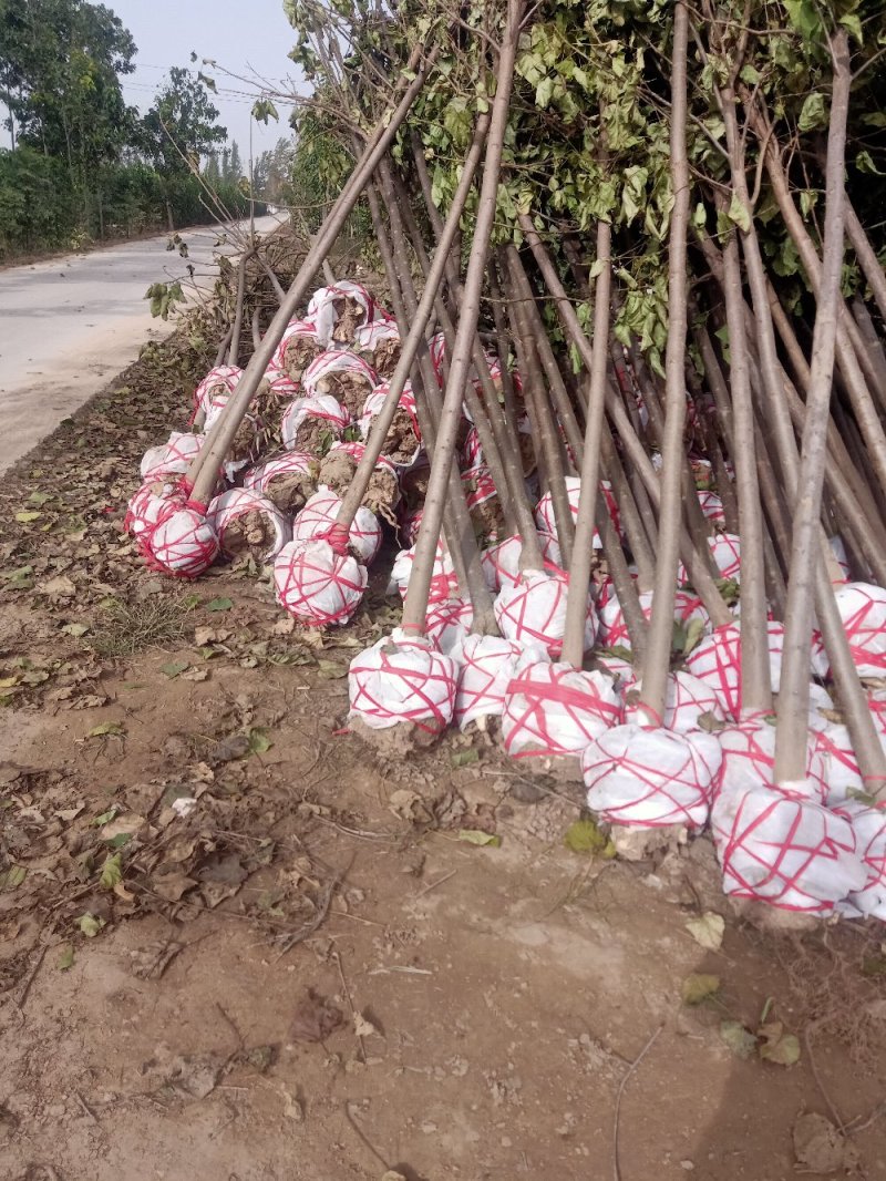 绿化苗木楸树1到25公分基地直供拍装车视频