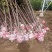 绿化苗木楸树1到25公分基地直供拍装车视频
