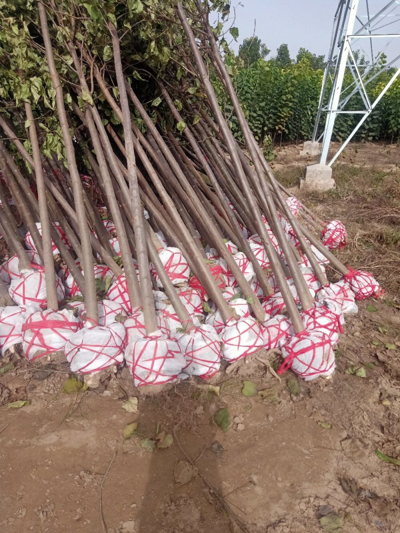 绿化苗木楸树1到25公分基地直供拍装车视频