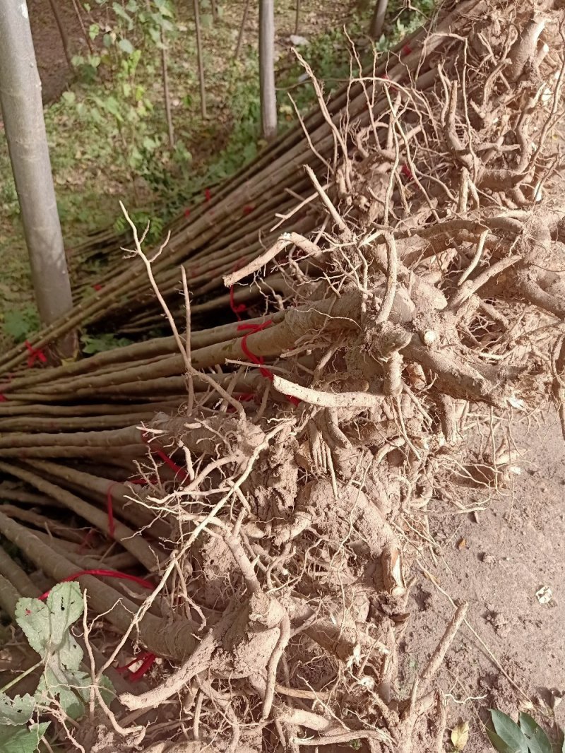 绿化苗木楸树1到25公分基地直供拍装车视频