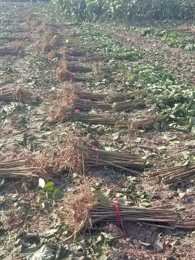绿化苗木楸树1到25公分基地直供拍装车视频