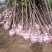 绿化苗木楸树1到25公分基地直供拍装车视频