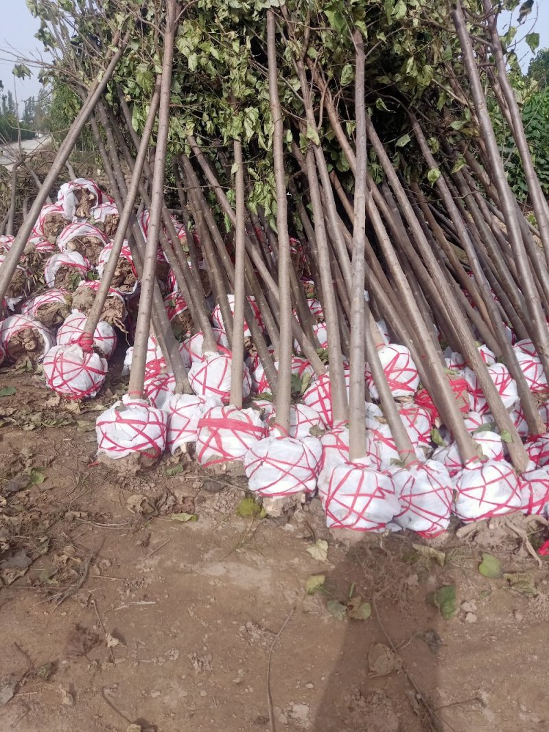 绿化苗木楸树1到25公分基地直供拍装车视频