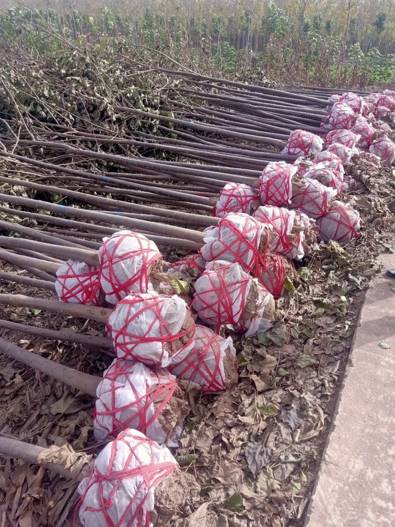 绿化苗木楸树1到25公分基地直供拍装车视频