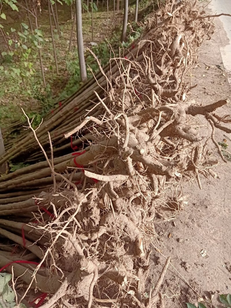 绿化苗木楸树1到25公分基地直供拍装车视频