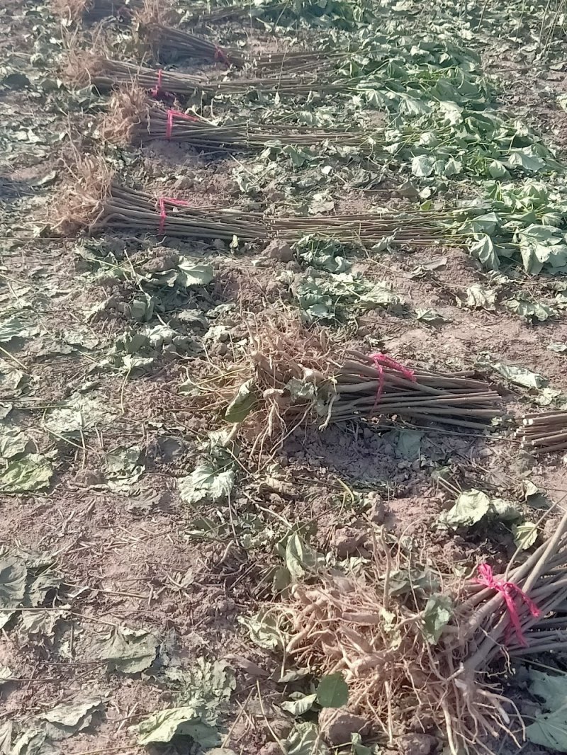 绿化苗木楸树1到25公分基地直供拍装车视频