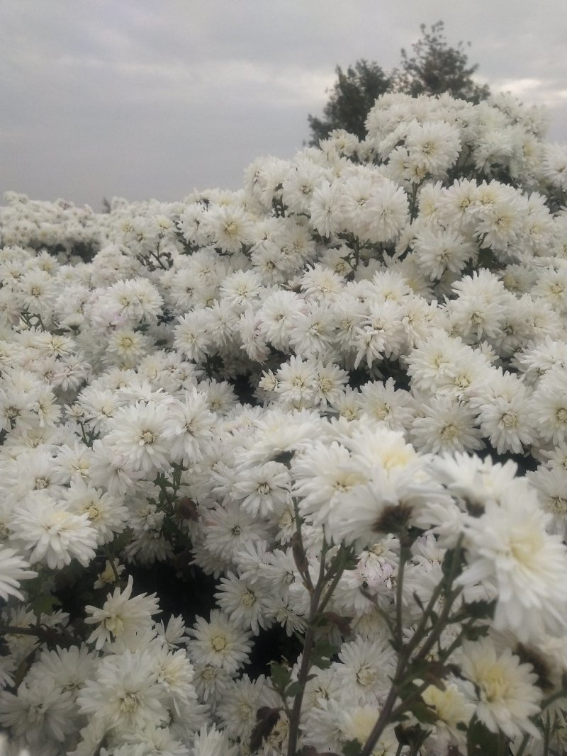 邯郸中药材基地，供应祺白菊花，北京菊花干菊花