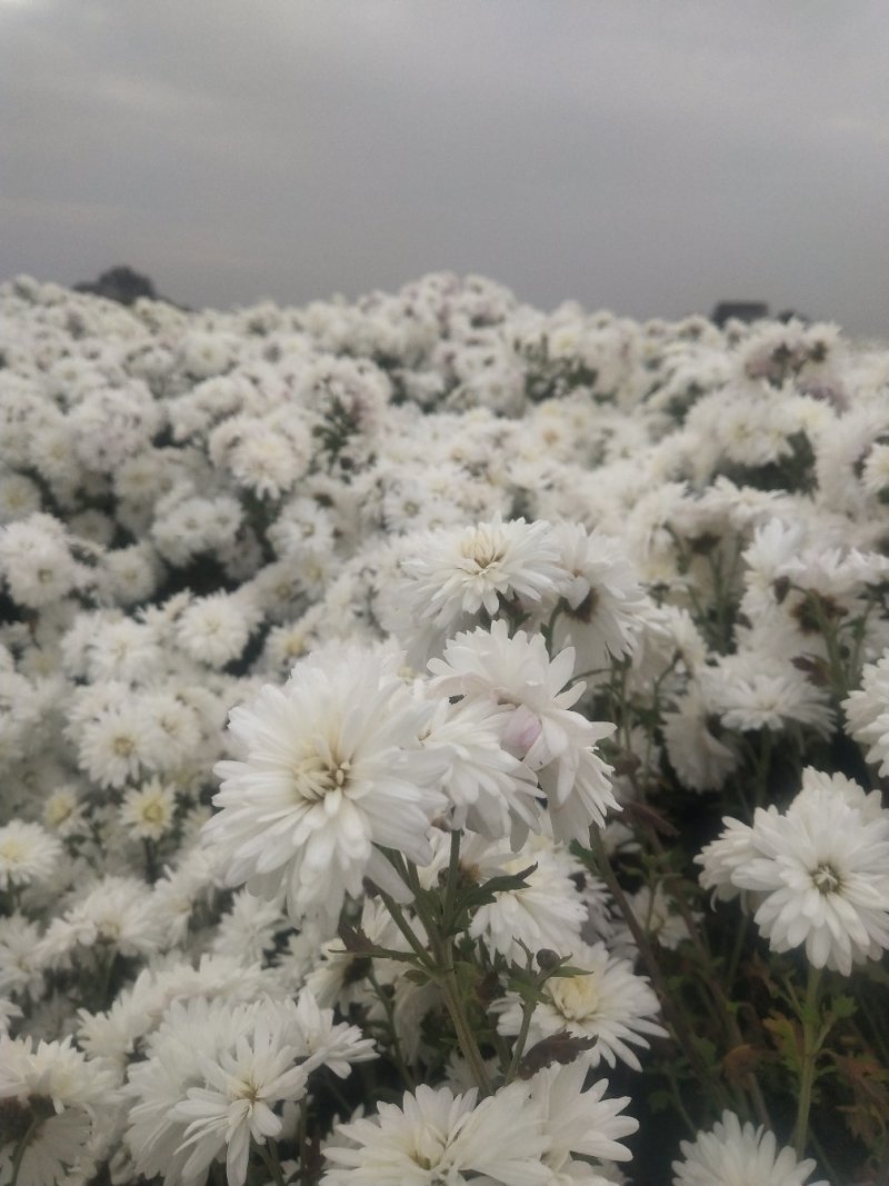 邯郸中药材基地，供应祺白菊花，北京菊花干菊花
