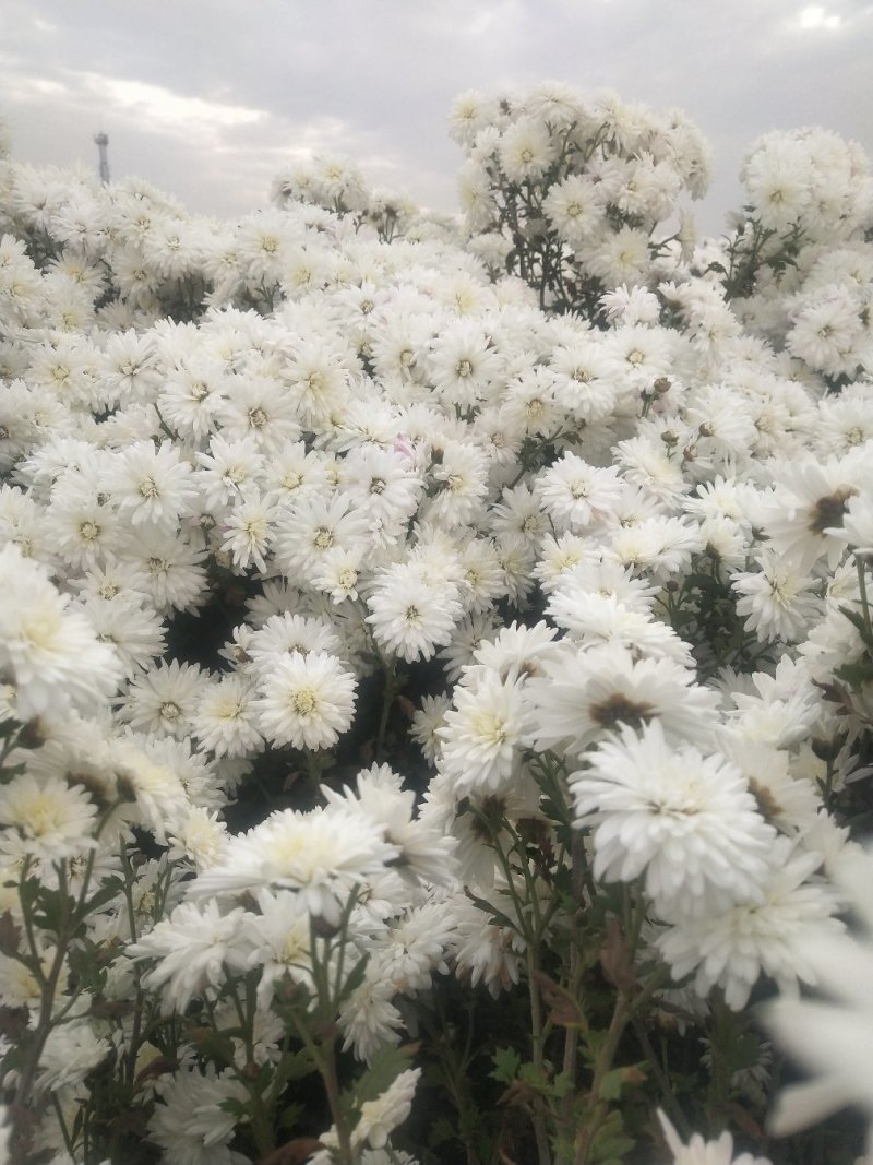 邯郸中药材基地，供应祺白菊花，北京菊花干菊花