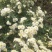 正宗怀菊花茶清香去火随时买随时摘