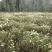 正宗怀菊花茶清香去火随时买随时摘