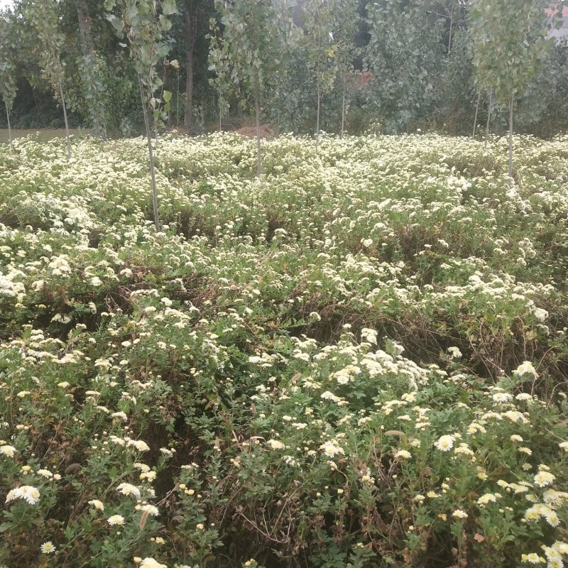 正宗怀菊花茶清香去火随时买随时摘