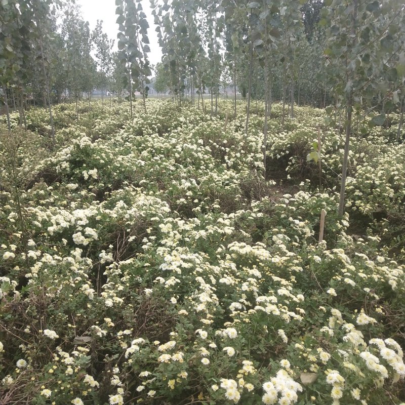 正宗怀菊花茶清香去火随时买随时摘