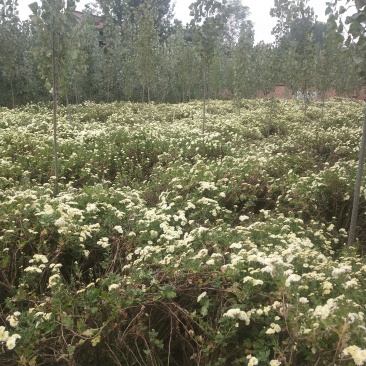 正宗怀菊花茶清香去火随时买随时摘
