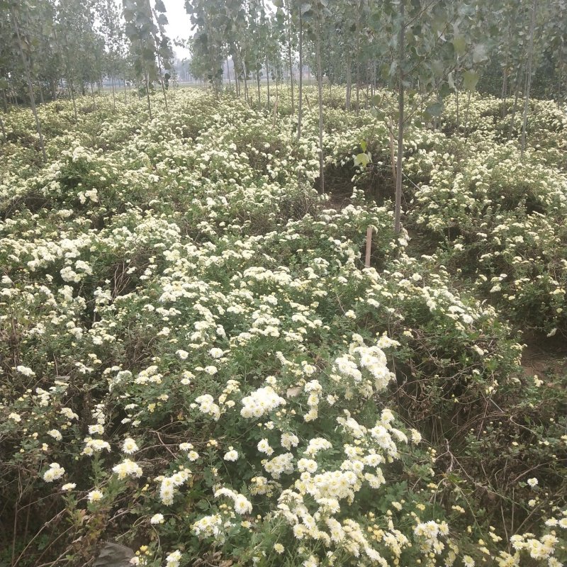 正宗怀菊花茶清香去火随时买随时摘