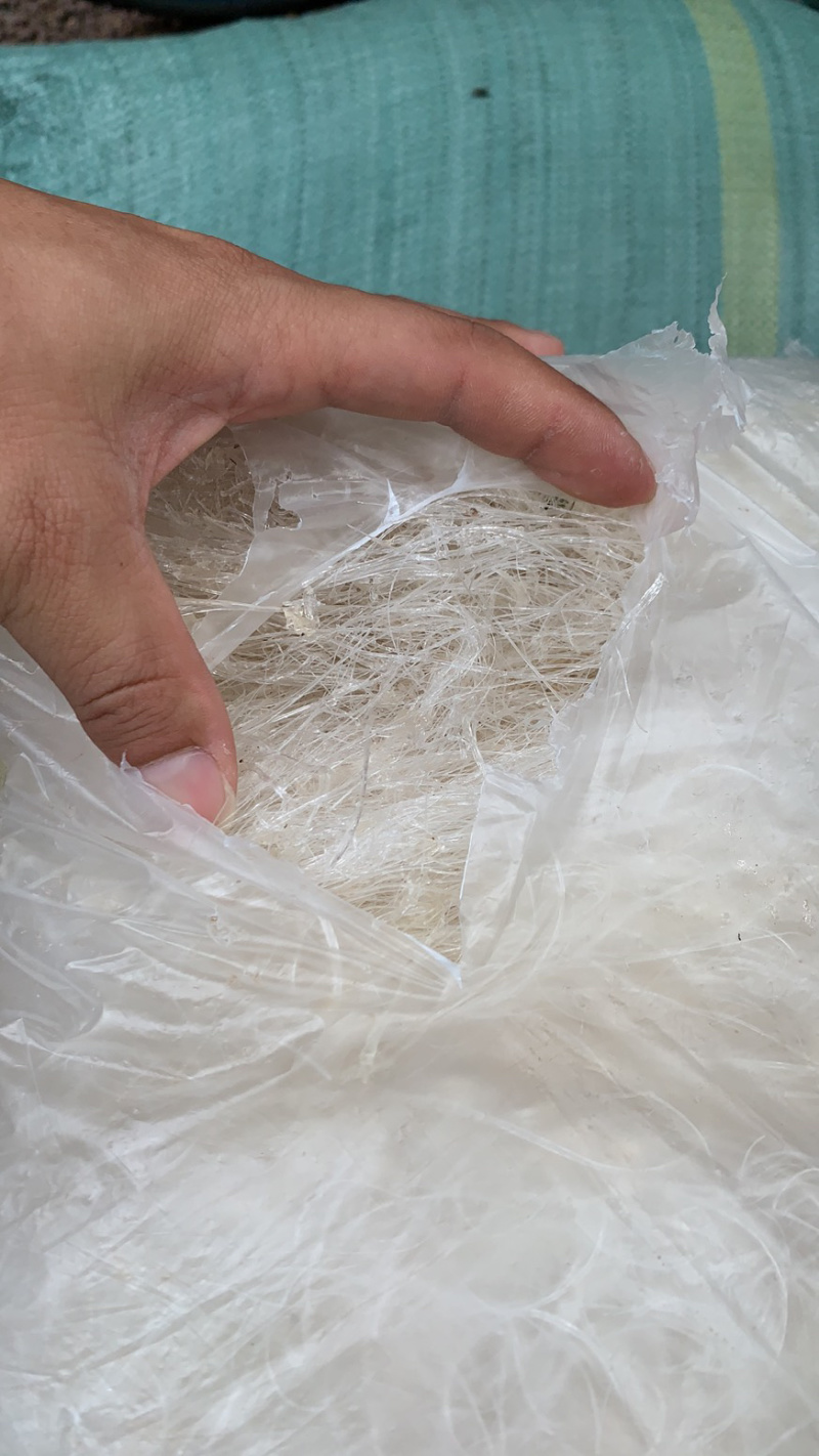 龙须雪燕，大中小龙大量上市！规格齐全价格实惠欢迎咨询