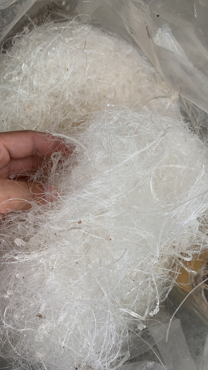 龙须雪燕，大中小龙大量上市！规格齐全价格实惠欢迎咨询