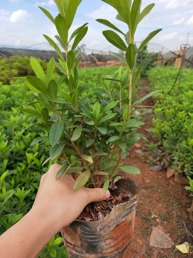 优质绿化苗木毛娟，春娟，红土种植，常年有货，欢迎联系
