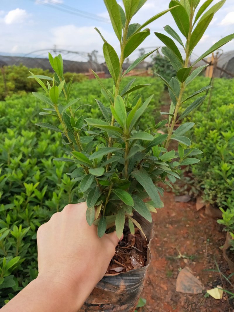 优质绿化苗木毛娟，春娟，红土种植，常年有货，欢迎联系