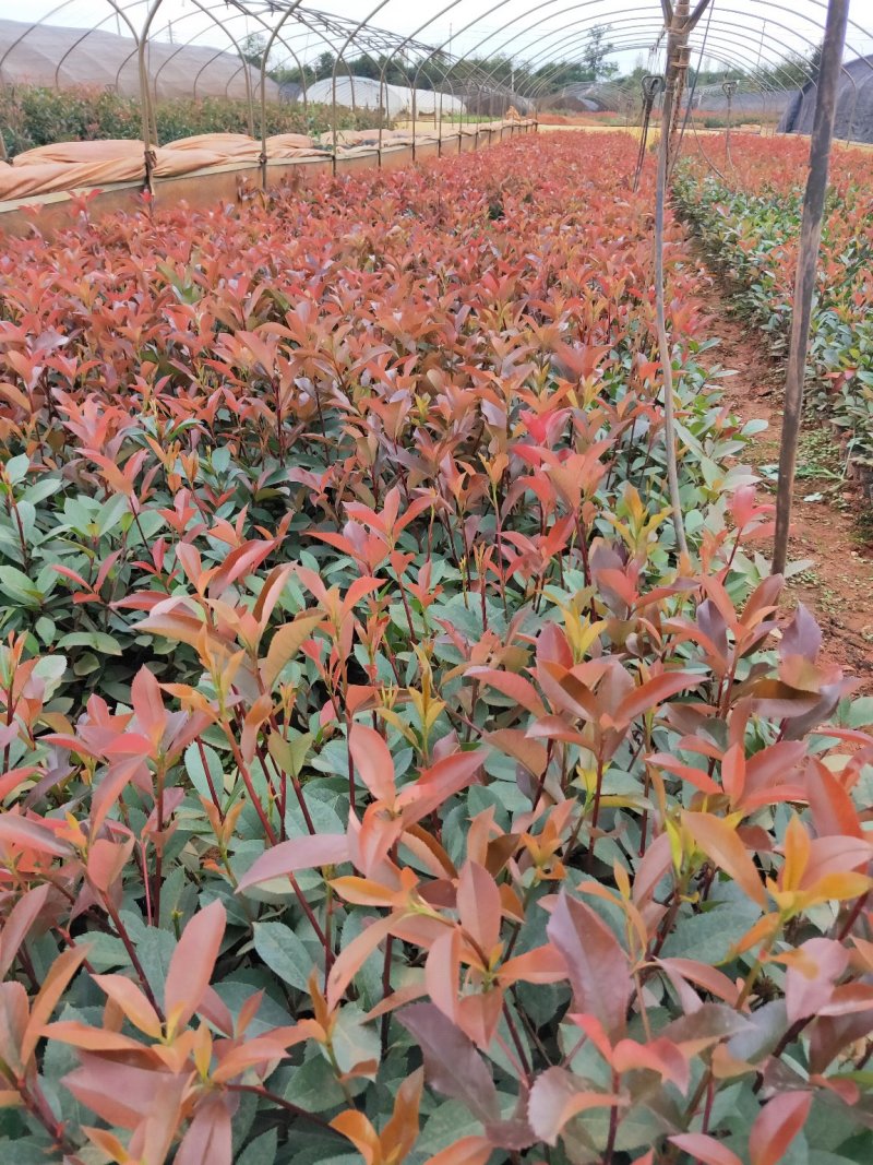 红叶石楠，基地直销，价格实惠，保质保量，产地直发