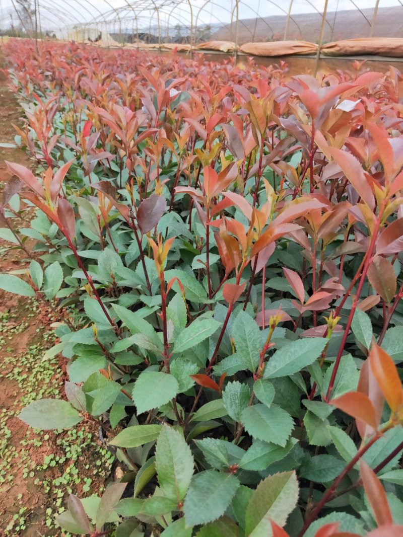 红叶石楠，基地直销，价格实惠，保质保量，产地直发