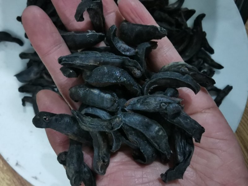 中药材蛞蝓/鼻涕虫/陵蠡/附蜗/蜒蚰/托胎虫