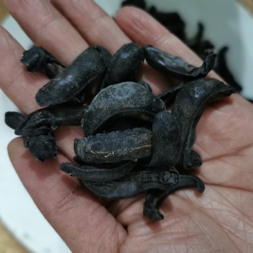 中药材蛞蝓/鼻涕虫/陵蠡/附蜗/蜒蚰/托胎虫