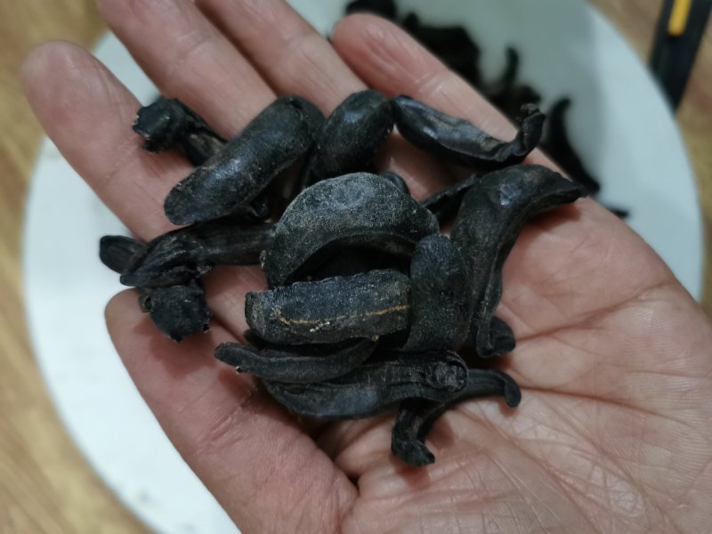 中药材蛞蝓/鼻涕虫/陵蠡/附蜗/蜒蚰/托胎虫