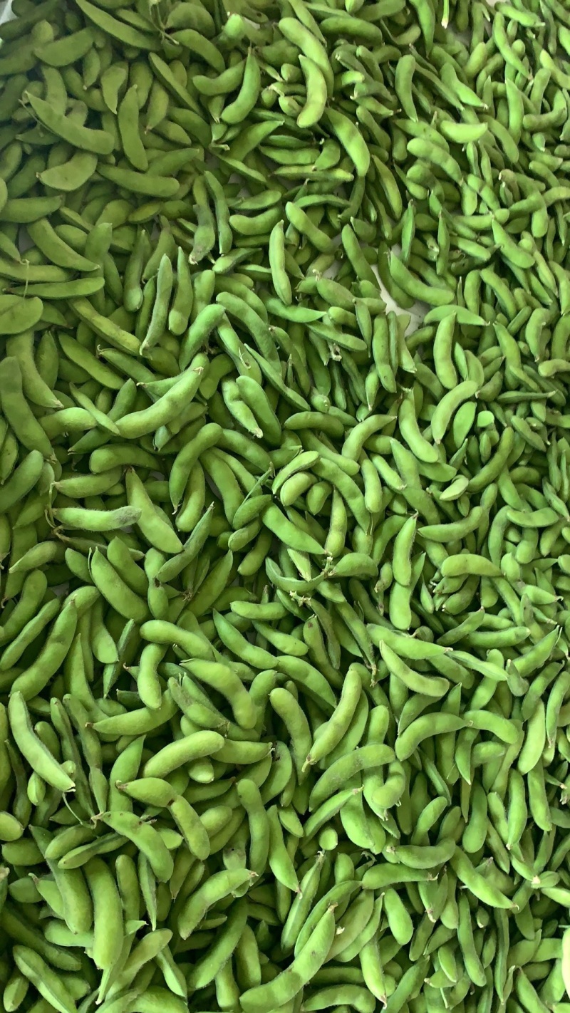 精品春季翠绿宝毛豆全国精品毛豆代收代加工全程冷链