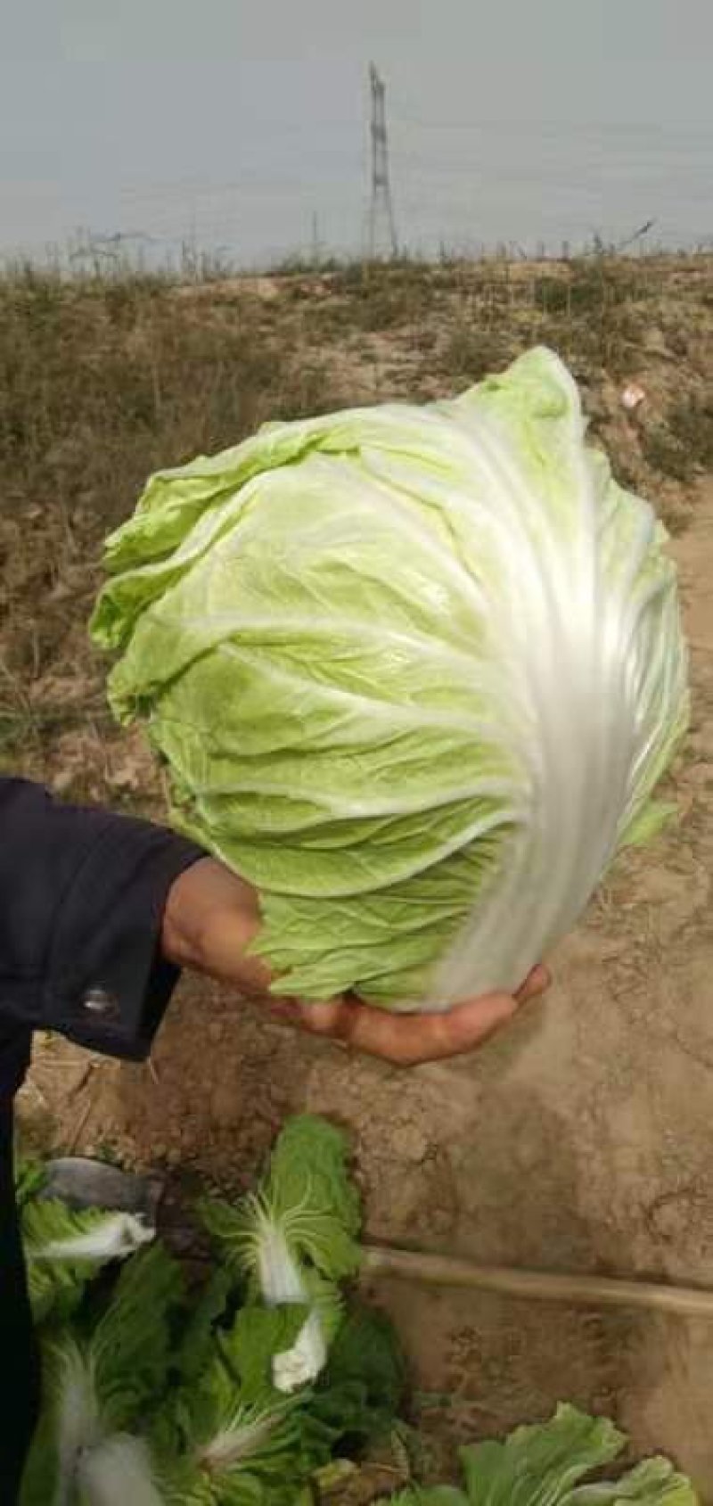 开封通许大白菜一手货源价格便宜全国代发一条龙服务