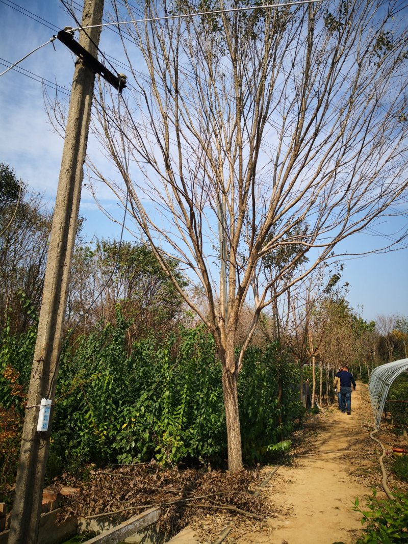 出售1一20公分流苏树，流苏树价格，流苏行情