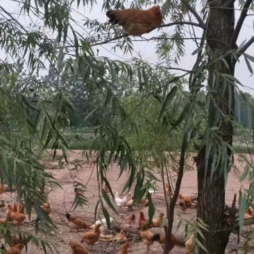 正宗散养土鸡小公鸡