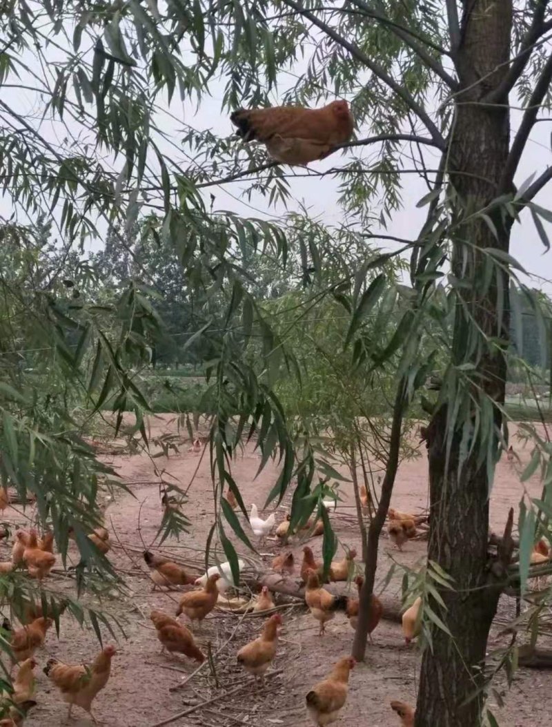正宗散养土鸡小公鸡