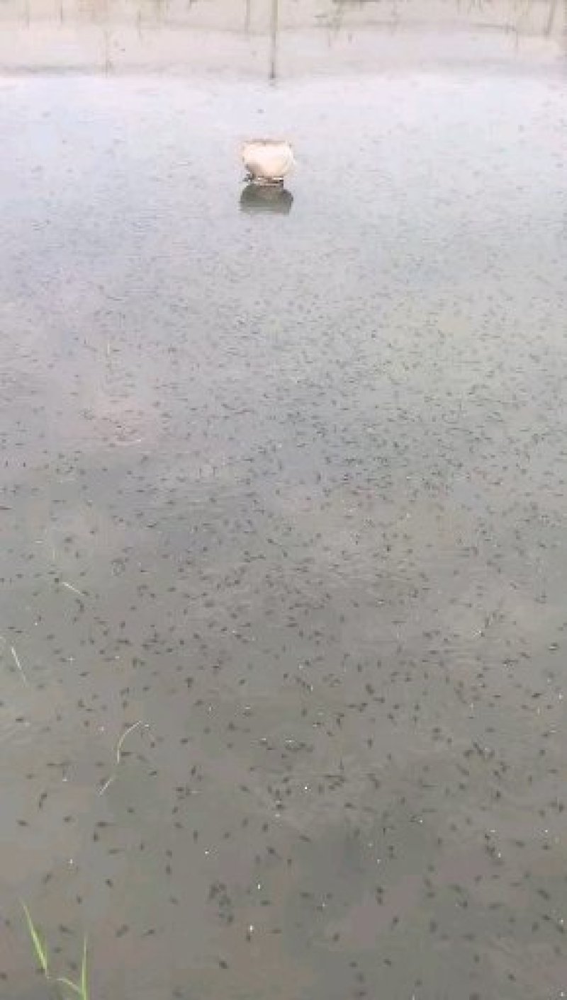 黑斑蛙幼蛙小青蛙种苗青蛙蝌蚪
