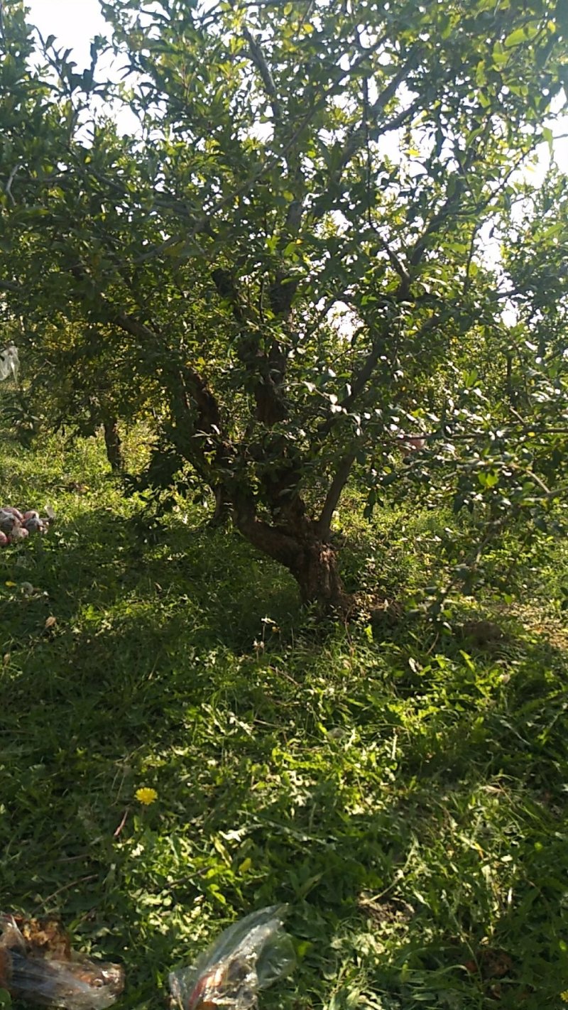 石榴树