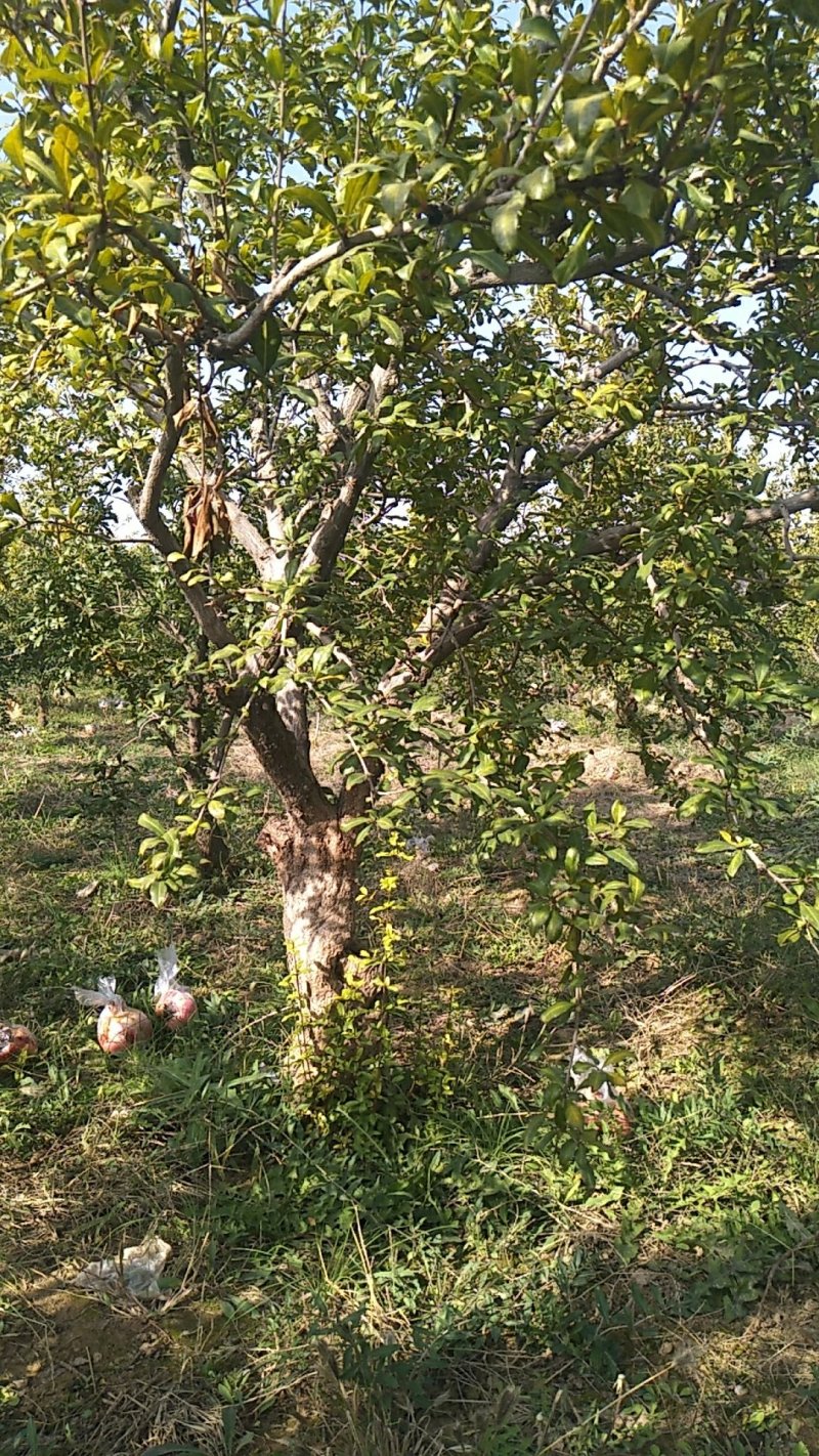 石榴树