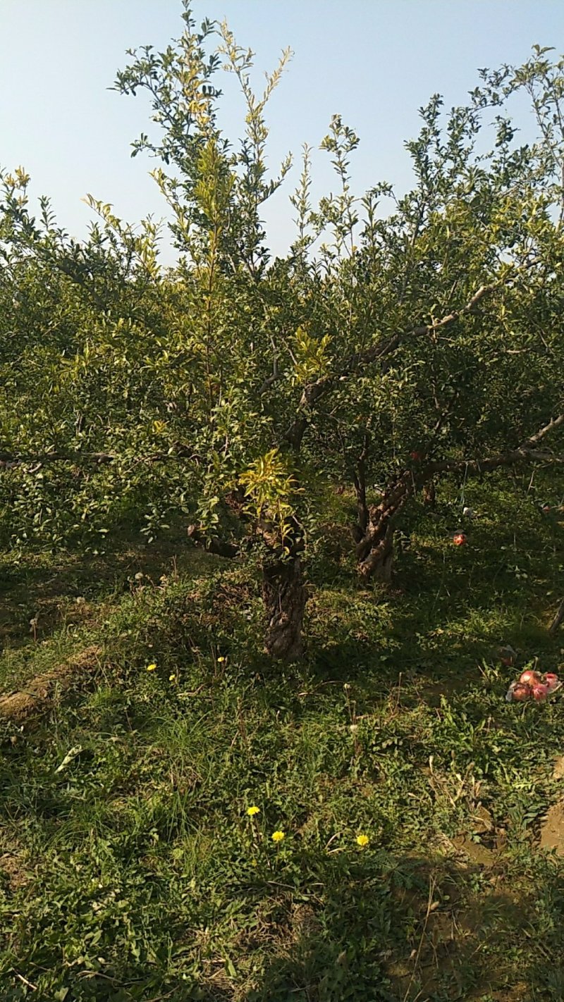 石榴树