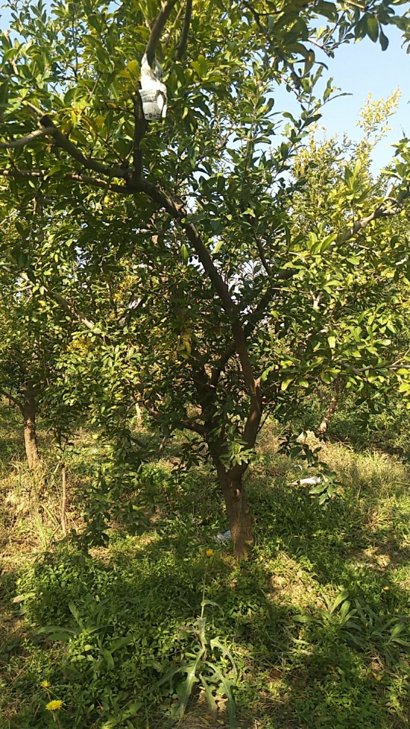 石榴树