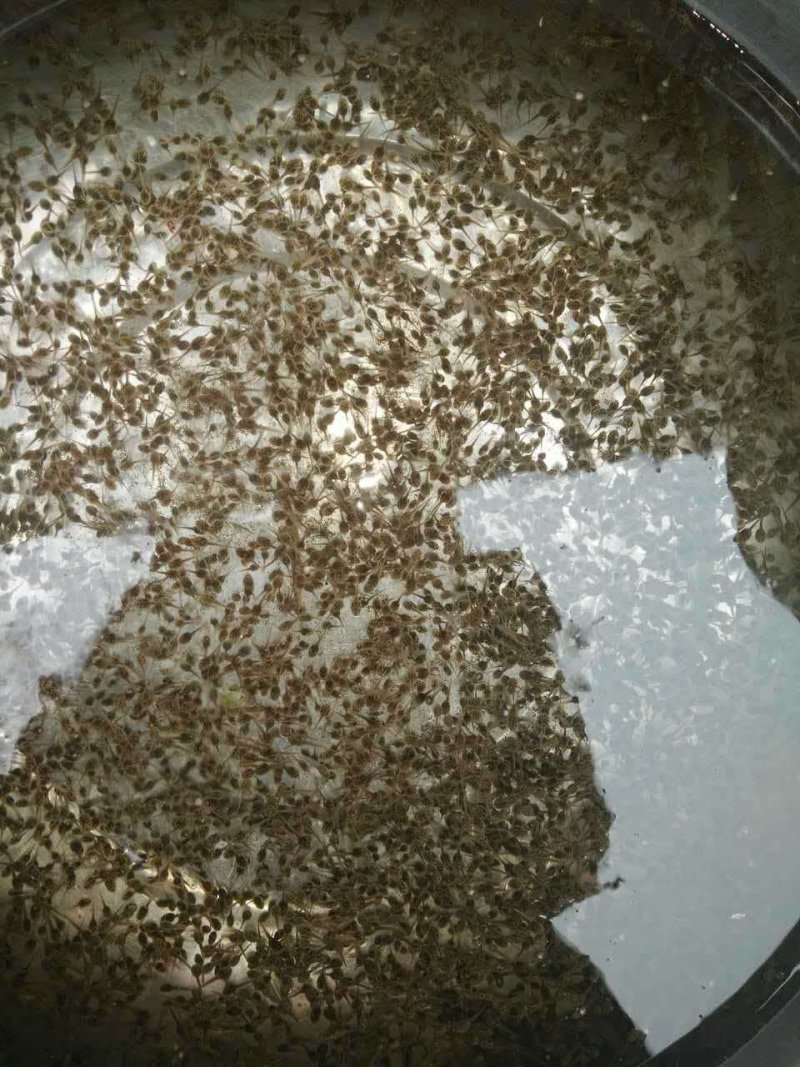 黑斑蛙幼蛙小青蛙种苗青蛙蝌蚪