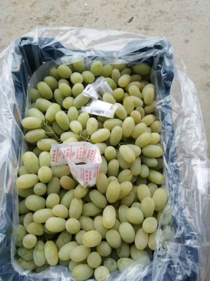 河北怀涿两县精品马奶葡萄，已经大量上市，串大，甜度好！