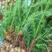 杉木苗-优质营养袋杉树苗大量基地直供批发质量保证