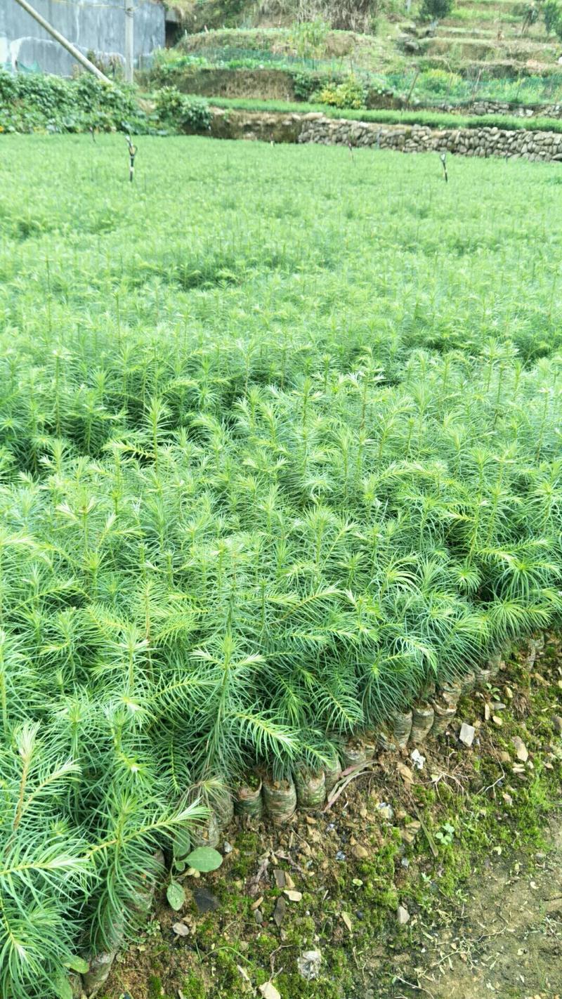 杉木苗-优质营养袋杉树苗大量基地直供批发质量保证