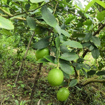 广东香水柠檬