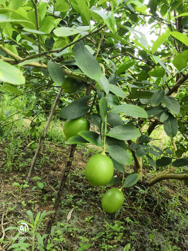 广东香水柠檬