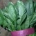蔬菜精品菠菜新鲜蔬菜
